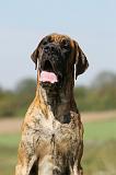 DOGUE ALLEMAND 053